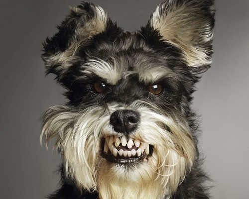 Death Methal Dog