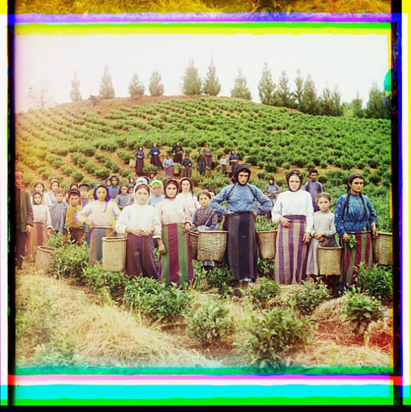 100 Years Old Color Photos of the Russian Empire Workers Harvesting Tea