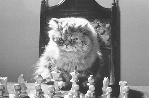 5 reasons why cats are amazingly smart chess cat