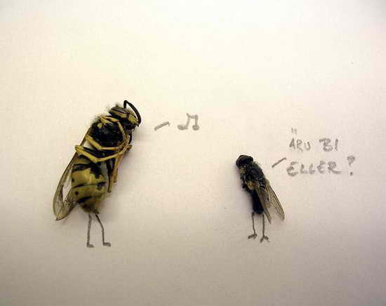 Are You a Bee? Dead Fly Art by Magnus Muhr