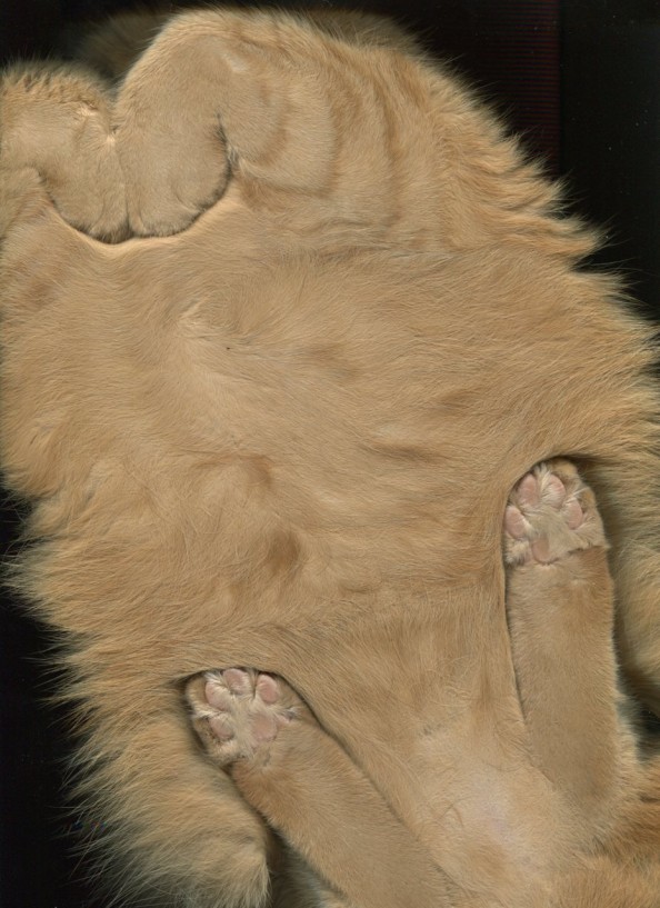 Scanning Cute Paws Light Brown Cat Scan 