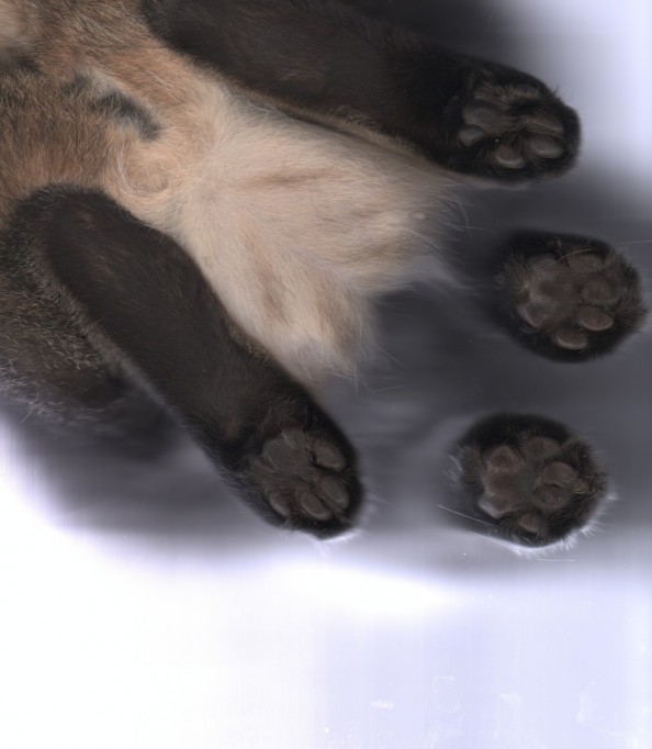 Scanning Cute Paws Four Paws Cat Scan 