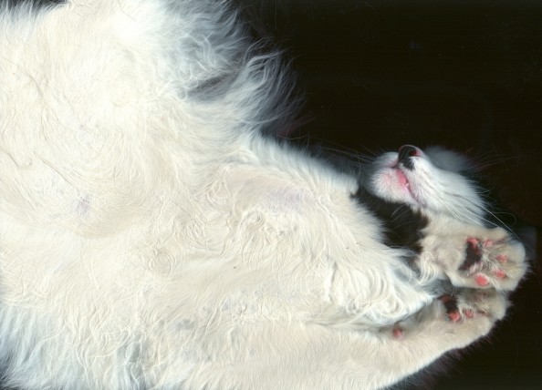 Scanning Cute Paws White Cat Scan Sideways