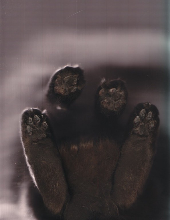 Scanning Cute Paws Cat Scan While Kitty Is Standing