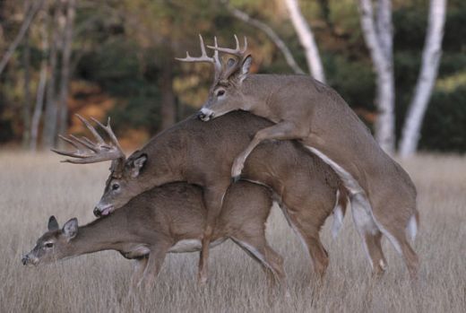 Deer Threesome