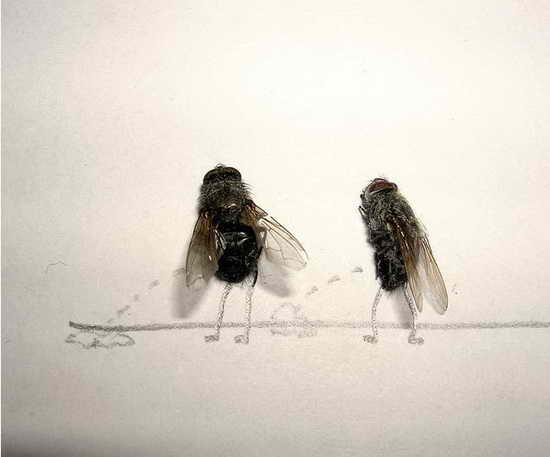 Peeing in Public Dead Fly Art by Magnus Muhr