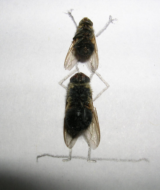 Dead Fly Art by Magnus Muhr One Fly On Top of Another 