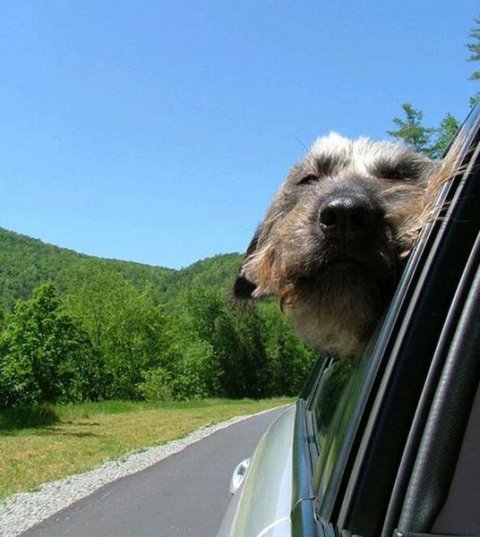 Dogs Sticking Their Head Out the Window
