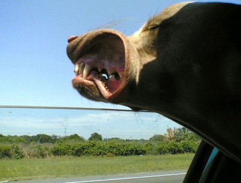 Dogs Sticking Their Head Out the Window