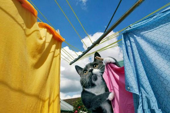 House Cat Doing The Laundry