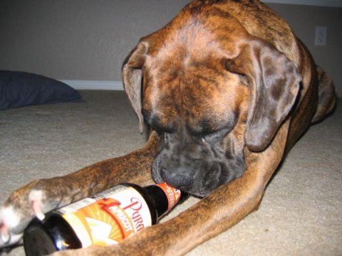 Alcoholic Dogs Drinking Funny 10