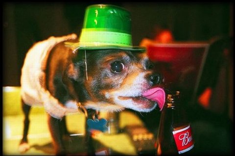 Alcoholic Dogs Drinking Funny 13