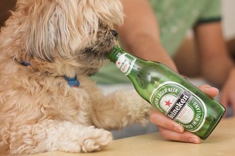 Alcoholic Dogs Drinking Funny 14
