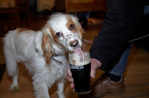 Alcoholic Dogs Drinking Funny 16