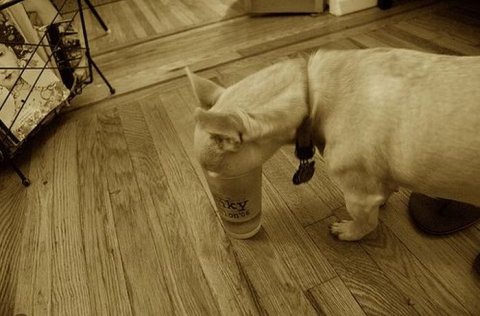 Alcoholic Dogs Drinking Funny 17