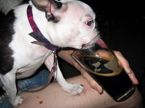 Alcoholic Dogs Drinking Funny 18