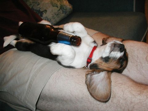 Alcoholic Dogs Drinking Funny 3