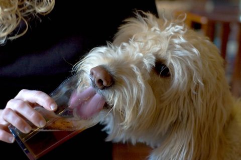 Alcoholic Dogs Drinking Funny 4