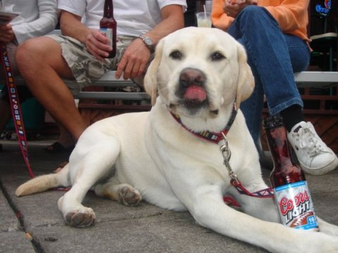 Alcoholic Dogs Drinking Funny 5