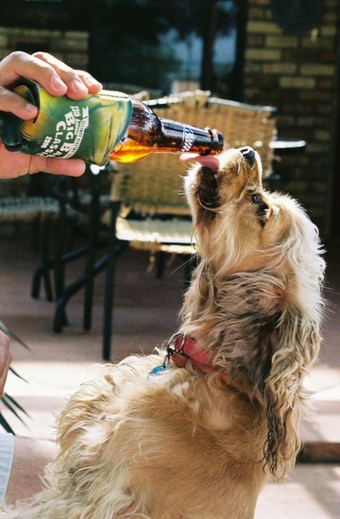 Alcoholic Dogs Drinking Funny 6