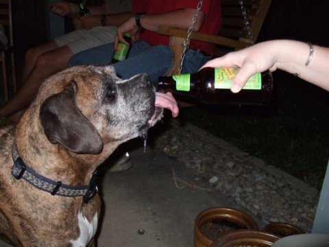 Alcoholic Dogs Drinking Funny 8