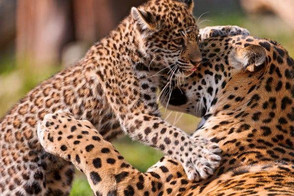 Mother Leopard Loving Her Baby