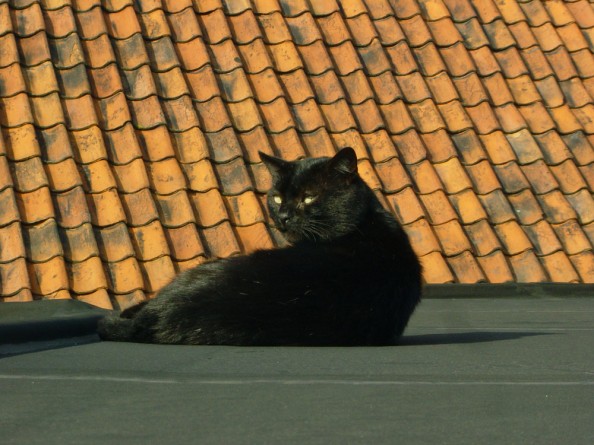 The Black Cat on a Roof