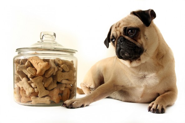 Bake Your Dog a Homemade Treat Tips to Spoil Your Dog