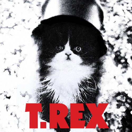 Kitten Covers T Rex