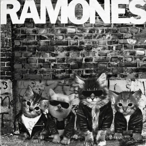 Kitten Covers The ReMEOWns Ramones
