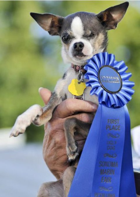 Ugliest Dog Awards Ugly Winner