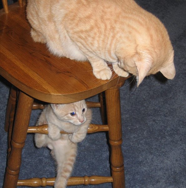 Climbing Kitty