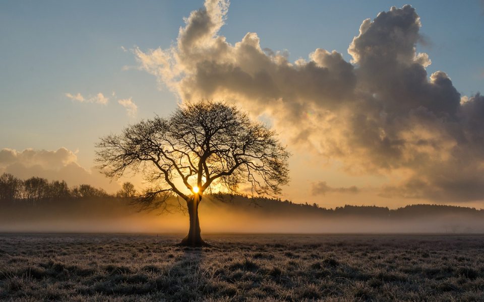 Lone Tree